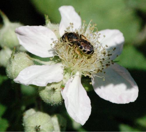 Halictus sp.